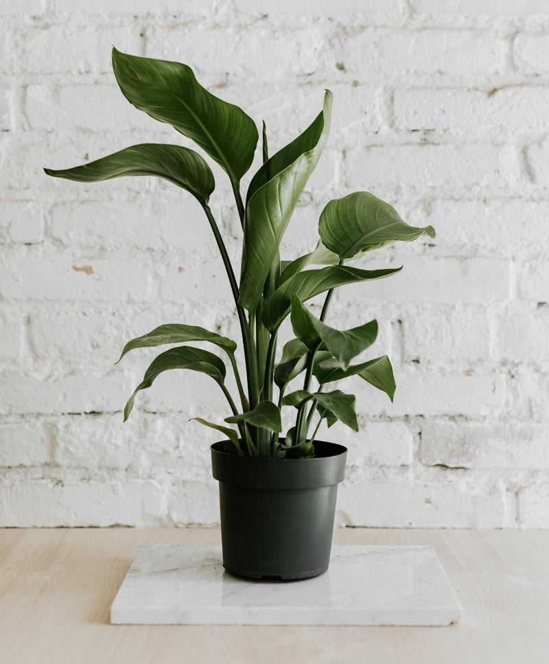 Strelitzia Nicolai, medium