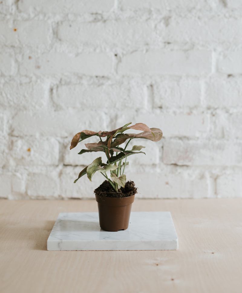 Syngonium ‘Pink’ mini