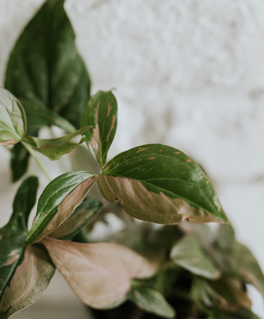 Syngonium Pink Flash