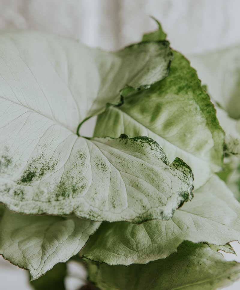 Syngonium 'Hungarian White'