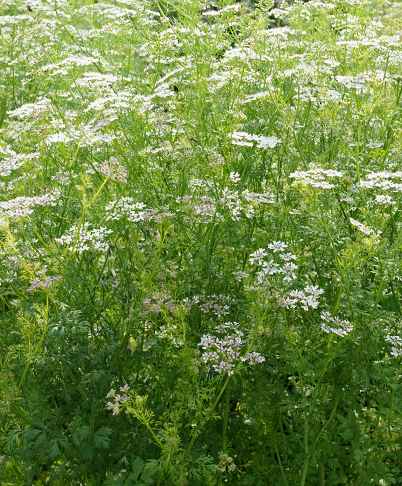 Thüringer Coriander seeds