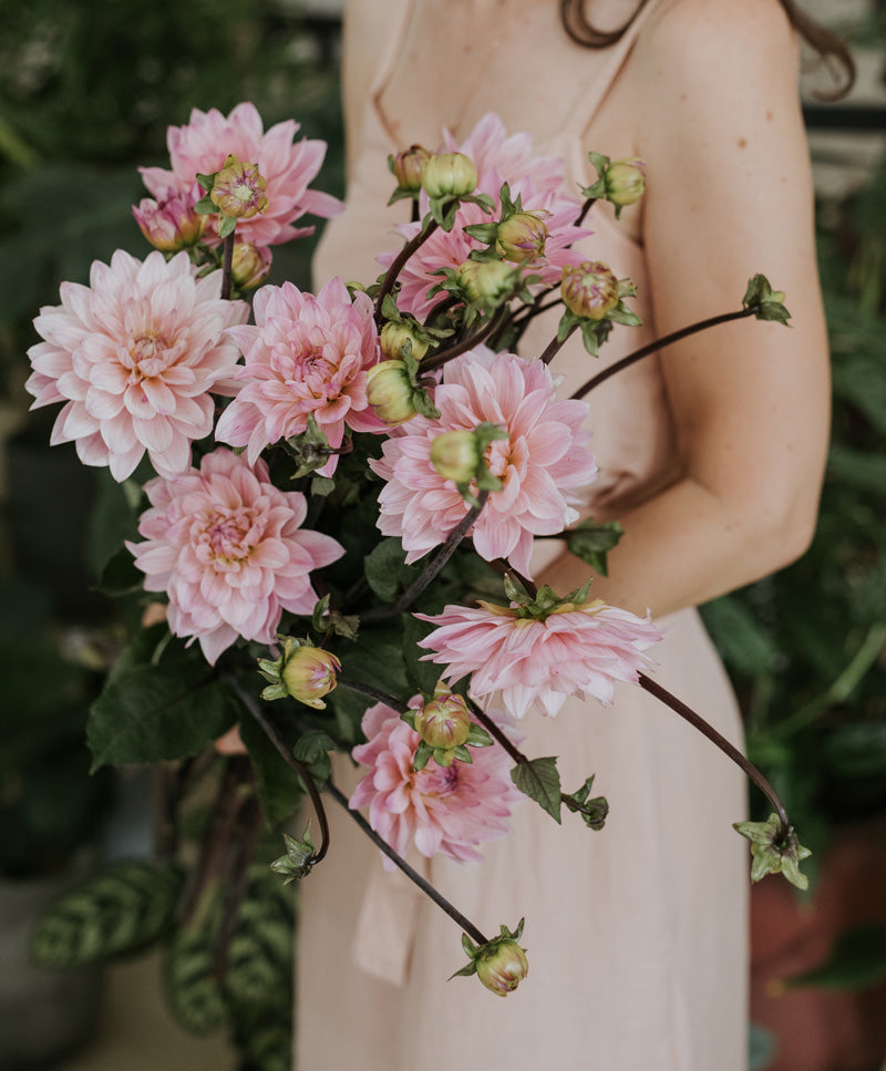 Dahlia bouquet, single color