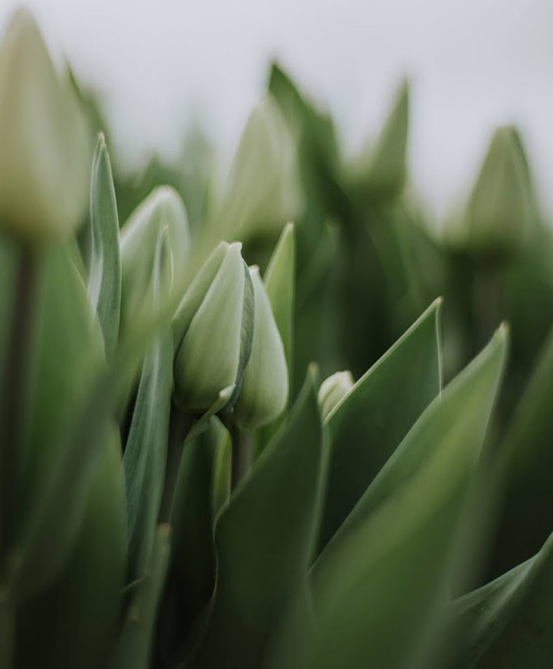 Tulipáncsokor, fehér