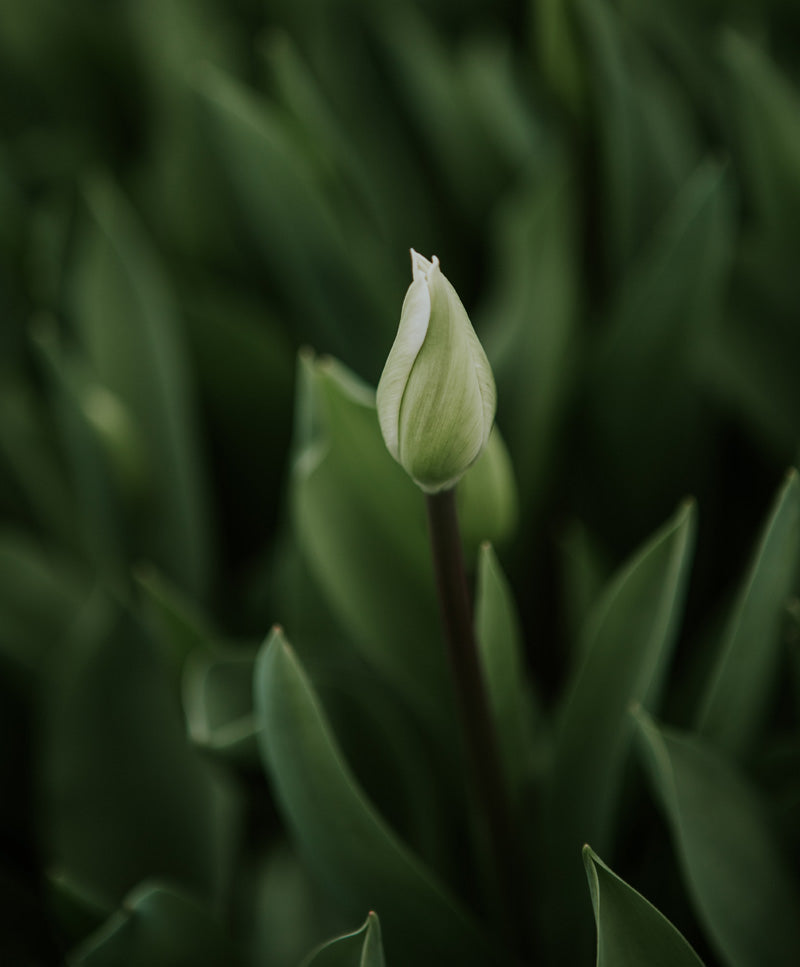 Tulipáncsokor, fehér