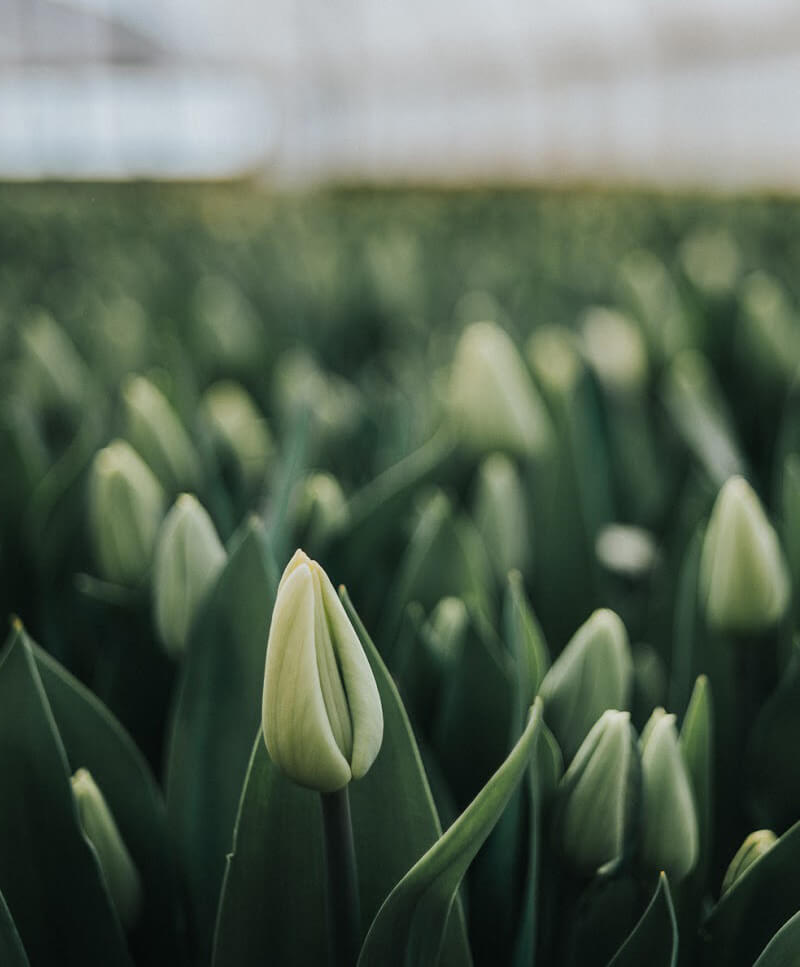 Tulipáncsokor, fehér