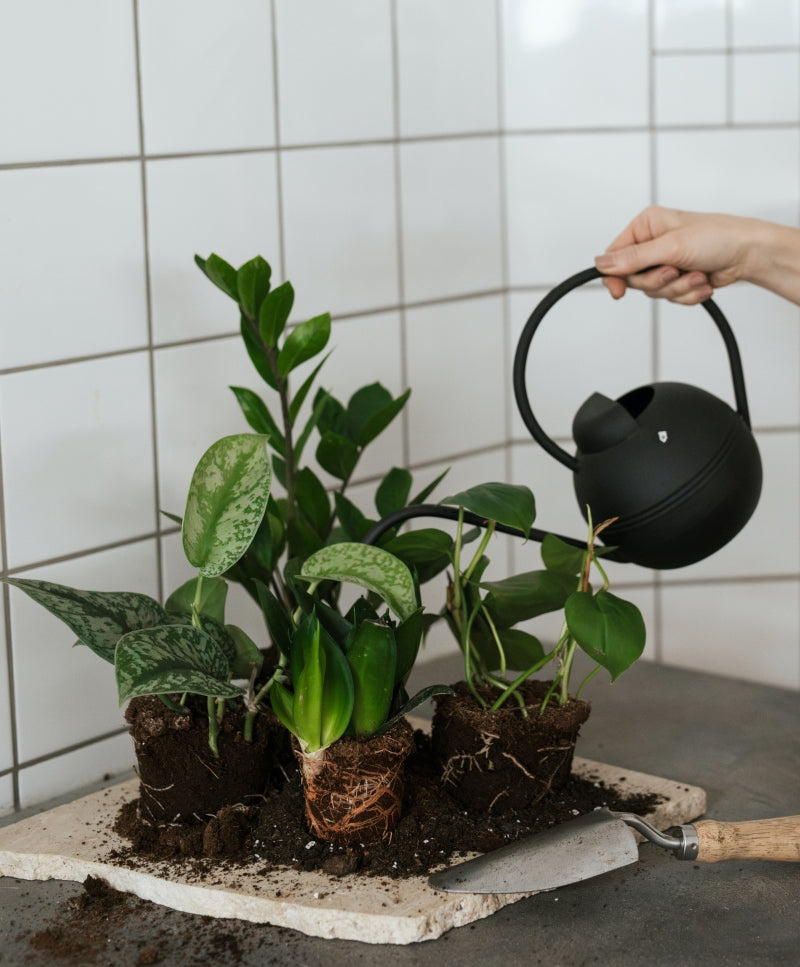 Szobanövények egészsége – Plant Talks / Március 26.