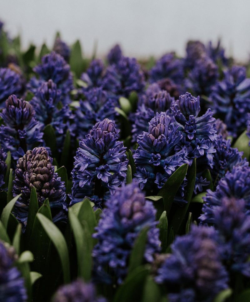 Jácint csokor, kék