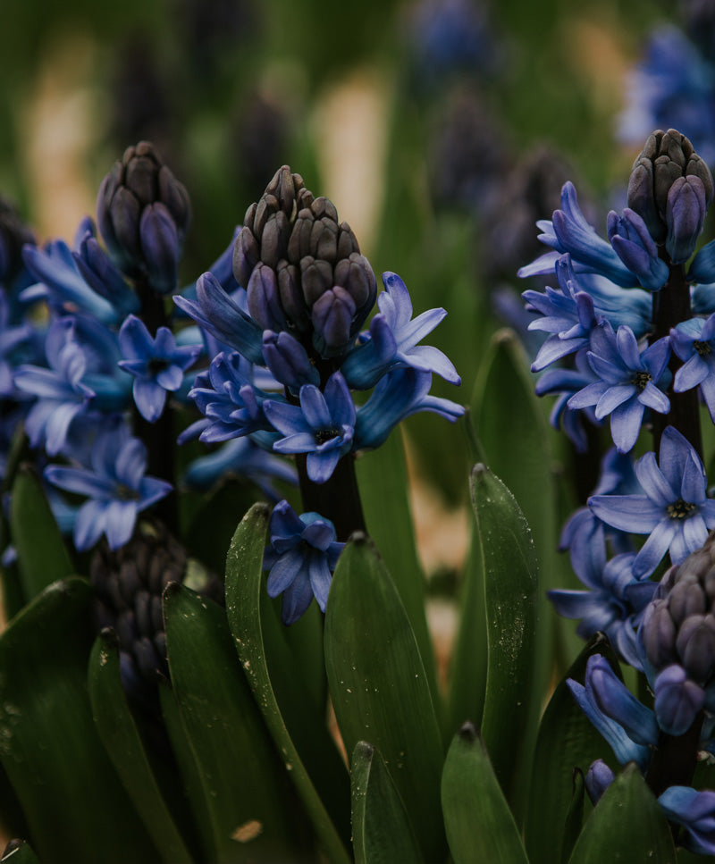 Jácint csokor, kék