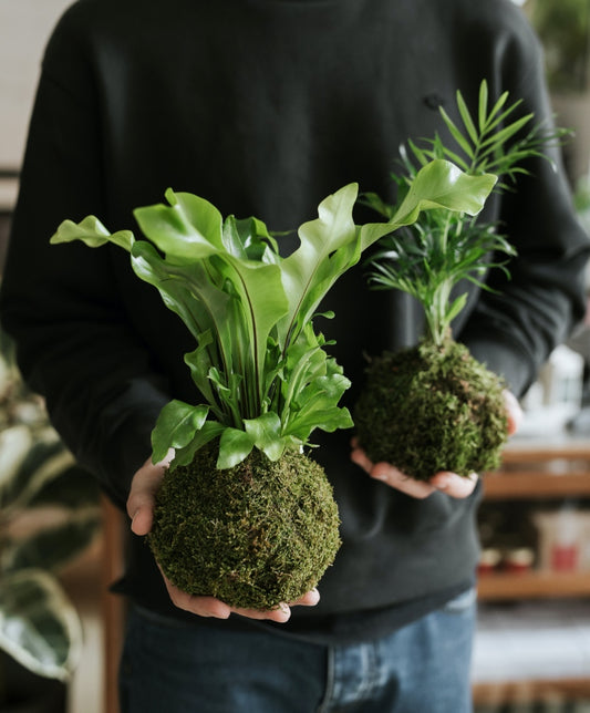 Kokedama Készítő Workshop / Június 26.