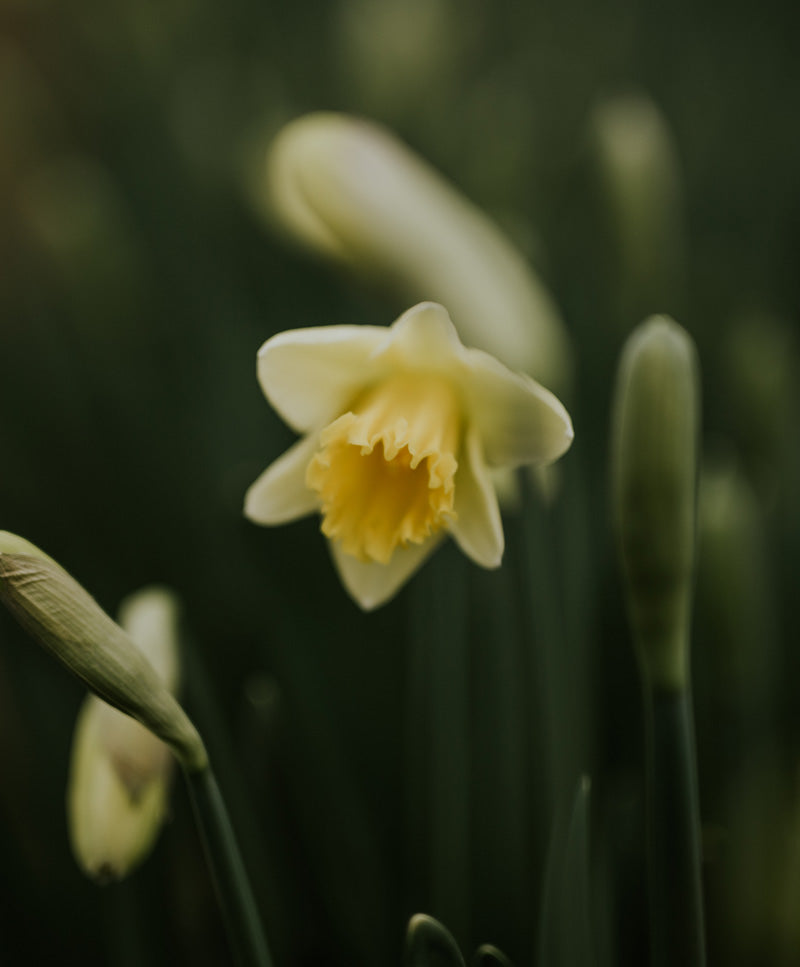 Daffodil Bouquet