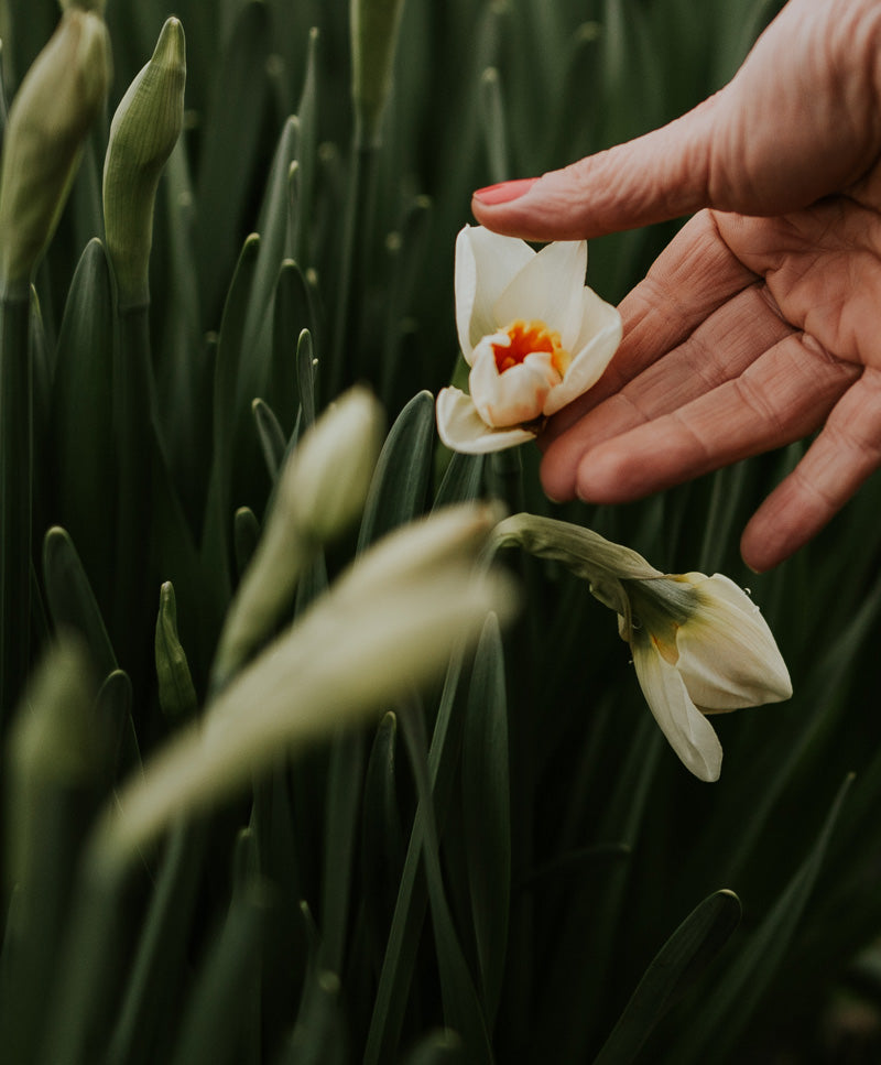 Daffodil Bouquet