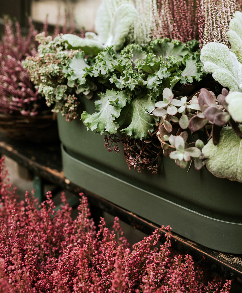 AUTUMN GARDEN