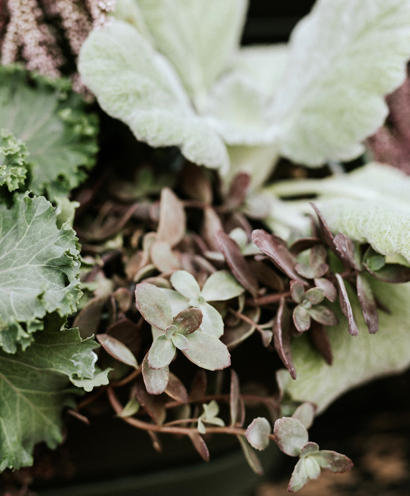 AUTUMN GARDEN