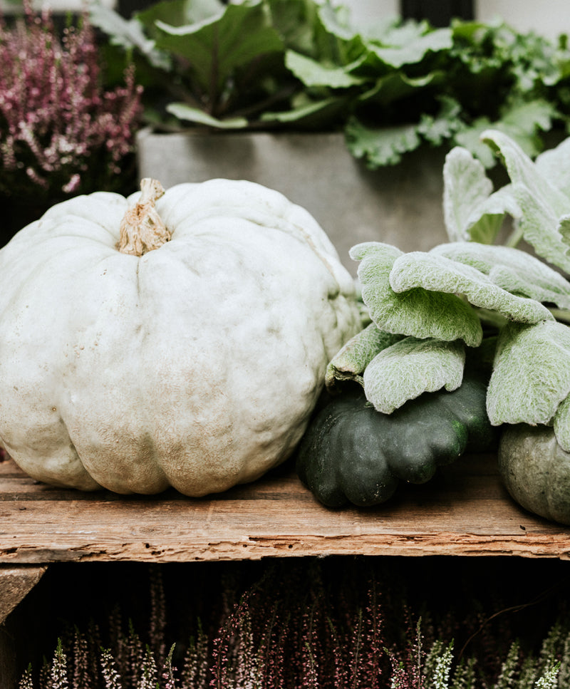 AUTUMN PUMPKINS
