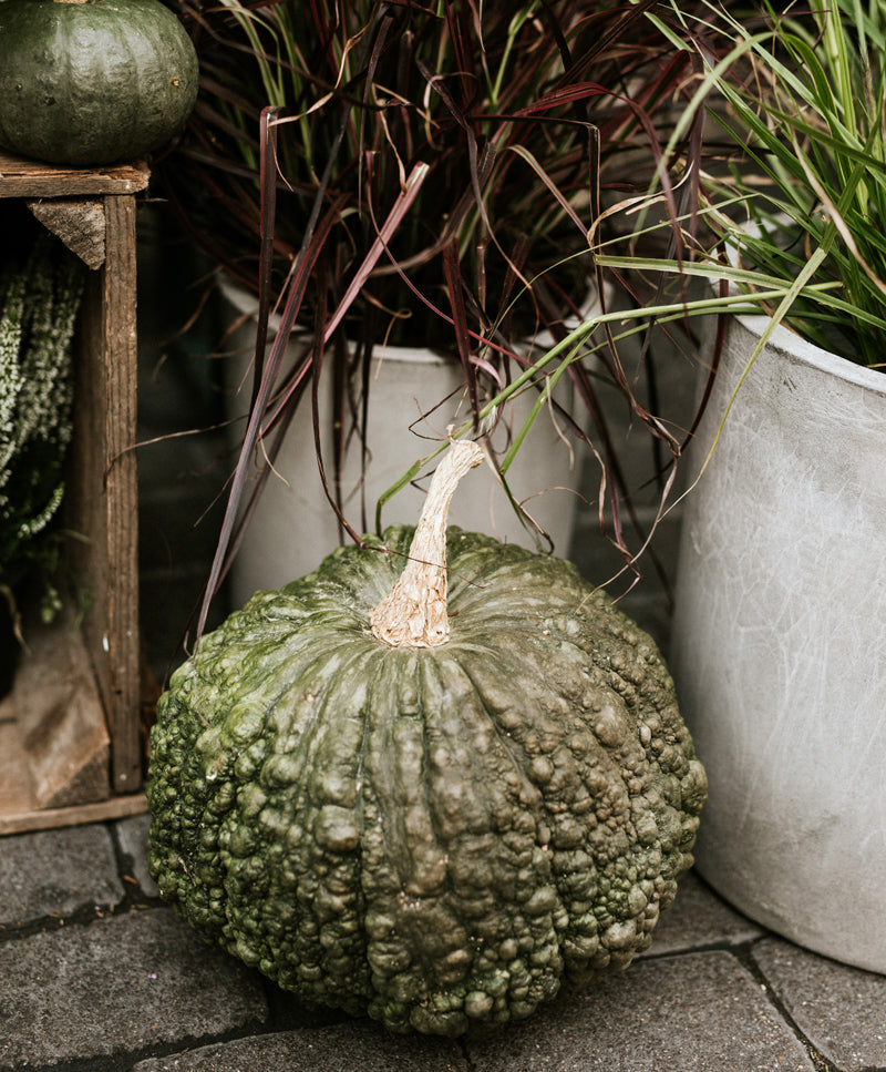 AUTUMN PUMPKINS