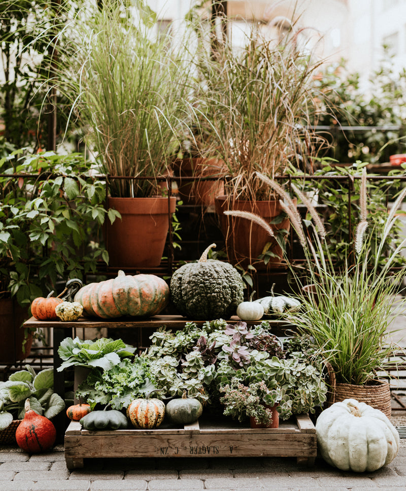 AUTUMN PUMPKINS