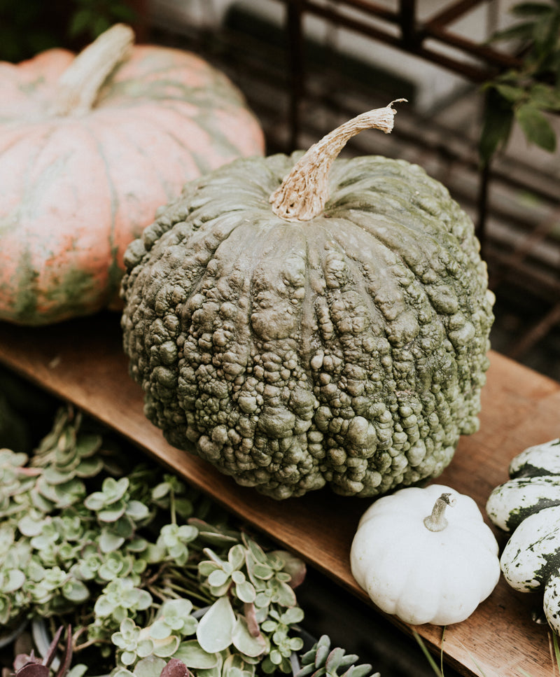 AUTUMN PUMPKINS