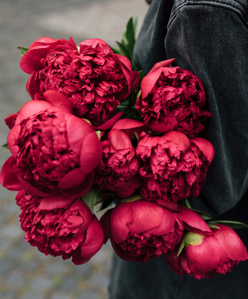 Peony Bouquet, Pink Velvet