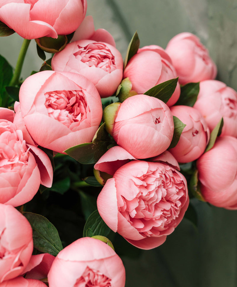 Peony Bouquet, Pink