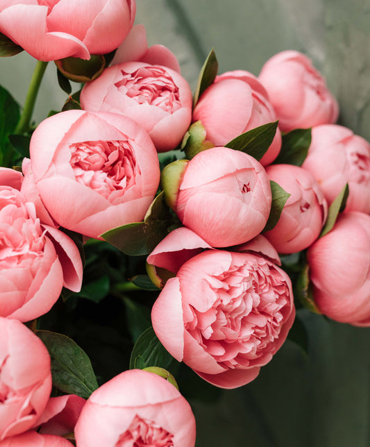 Peony Bouquet, Pink