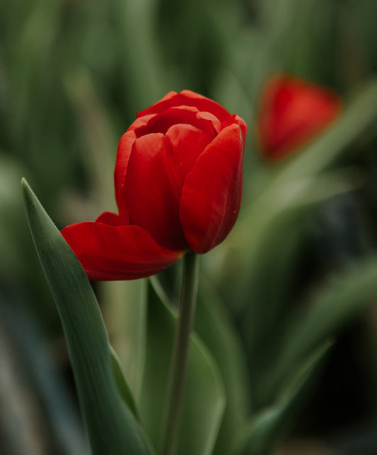 Tulipáncsokor, piros