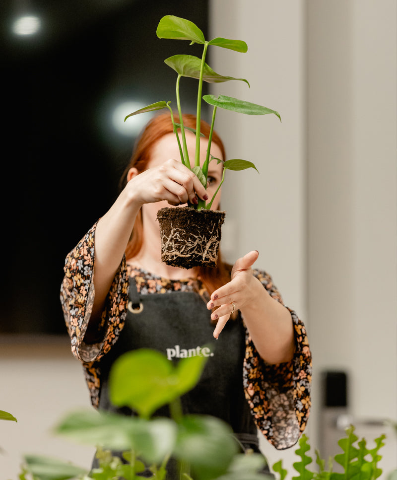 Szobanövények egészsége – Plant Talks / Március 26.