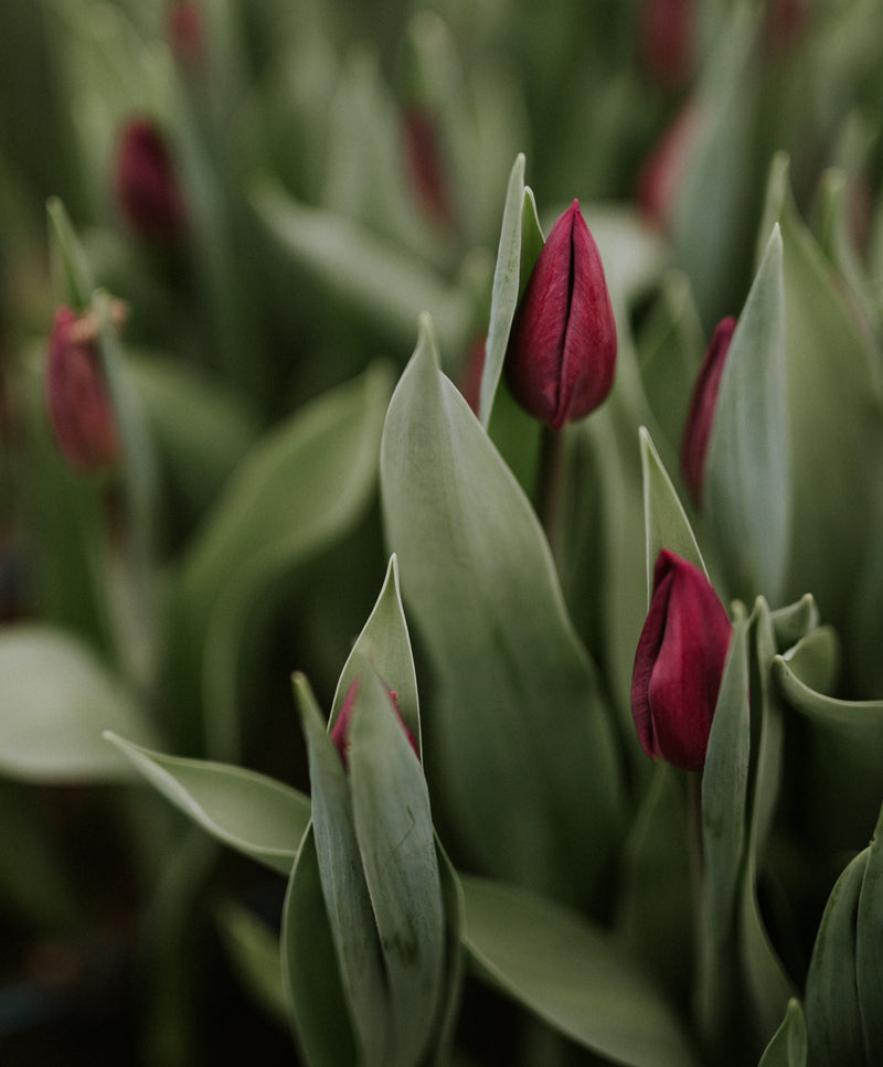 Pink Tulip Bouquet