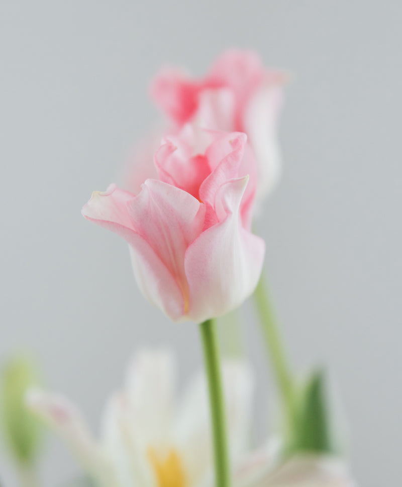 Pink Tulip Bouquet