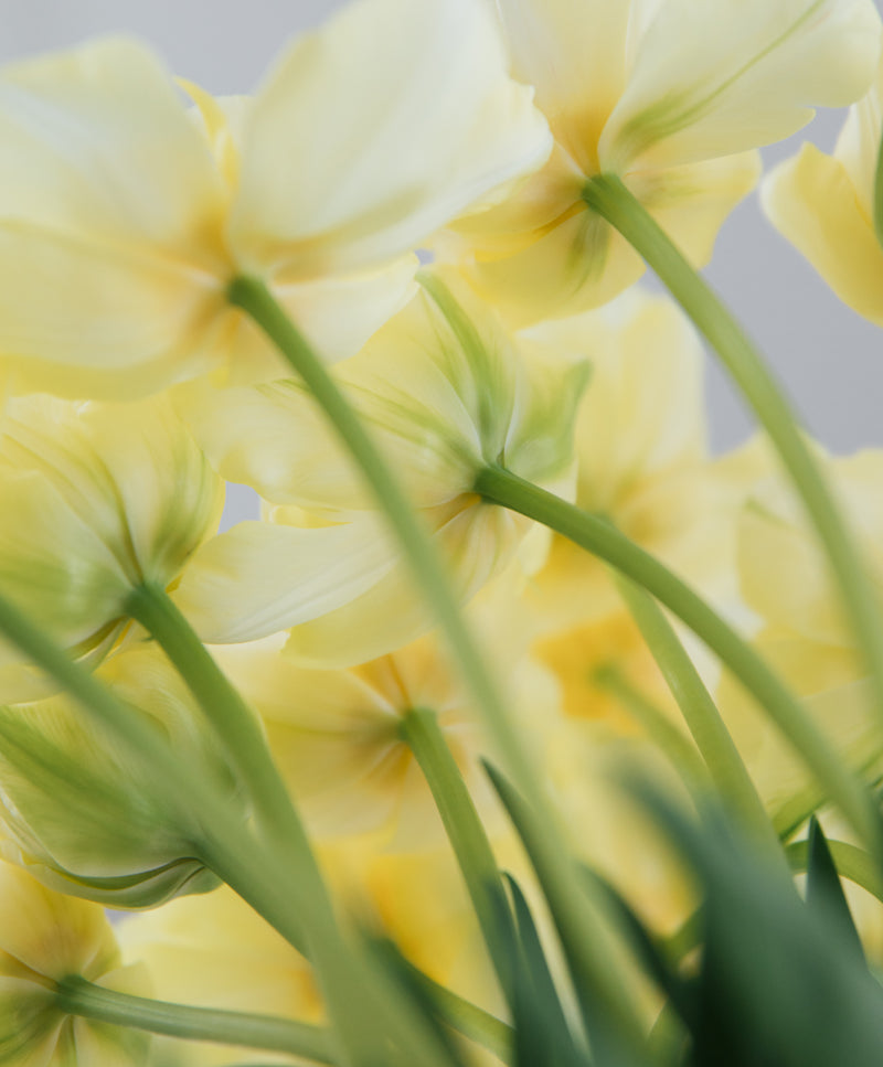 Yellow Tulip Bouquet