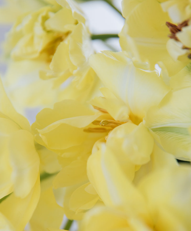 Yellow Tulip Bouquet