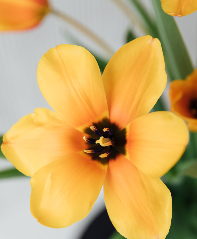 Yellow Tulip Bouquet