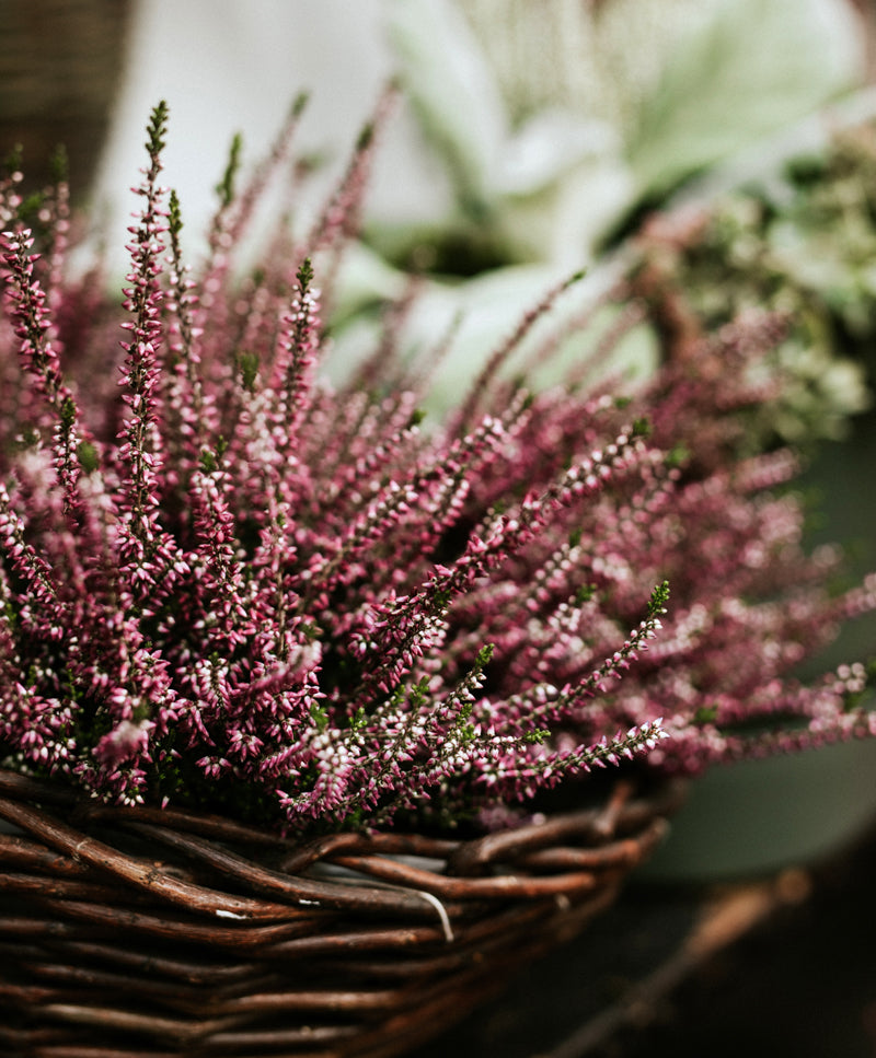 AUTUMN GARDEN